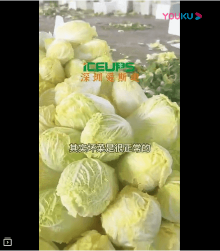 娃娃菜需要快速降溫，帶走熱量和水份后不會壞菜