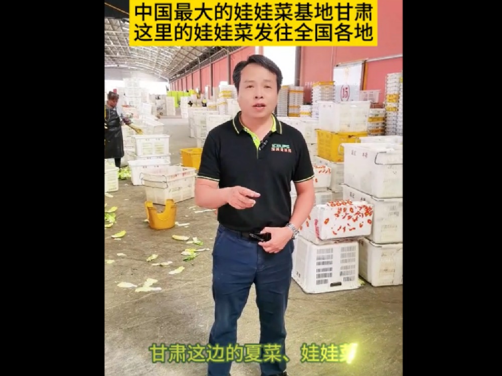 中國最大的娃娃基地甘肅，那里的娃娃菜發(fā)往全國各地