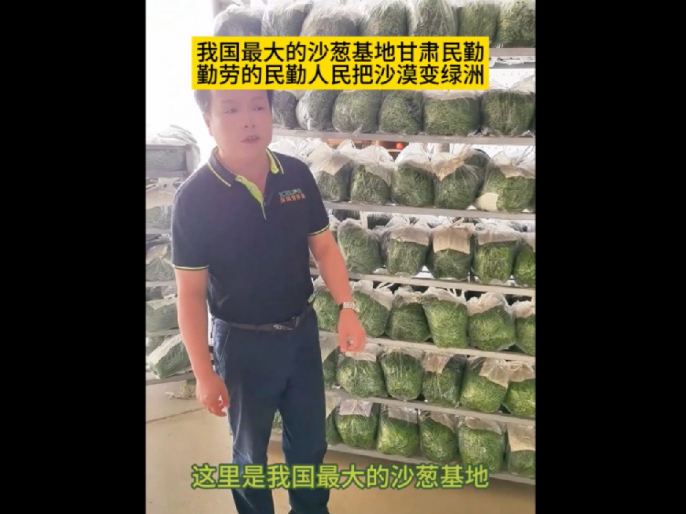 中國最大的沙蔥基地，民勤沙蔥發(fā)往全國各地