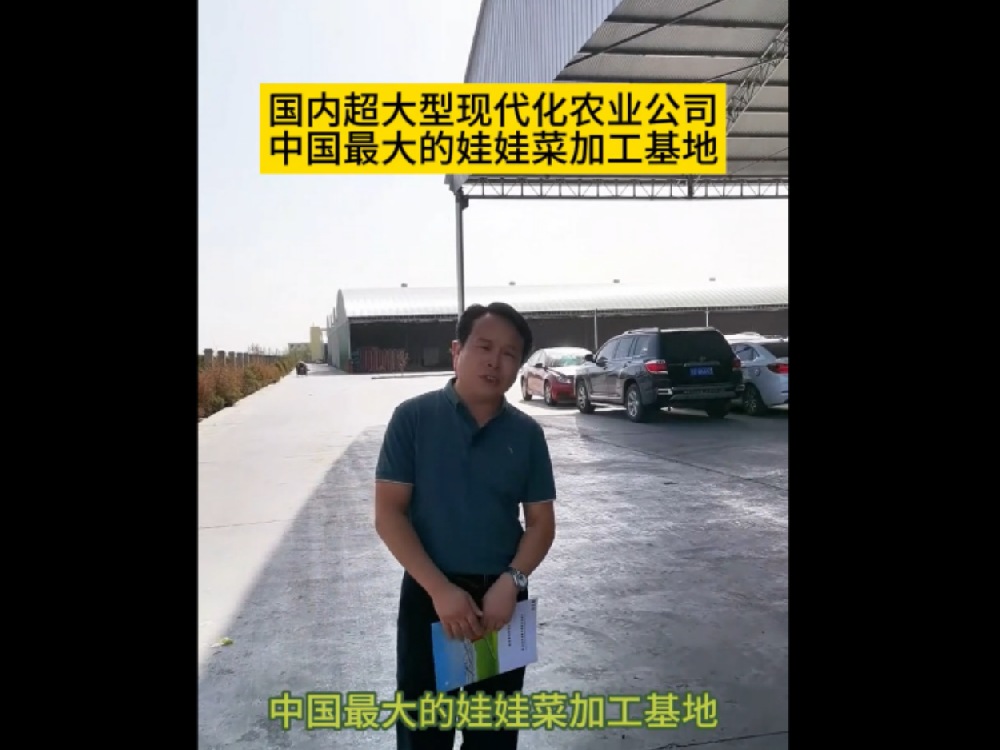目前為止，國內(nèi)最大的娃娃菜種植加工基地在甘肅武威，這里的娃娃菜發(fā)往全國各地